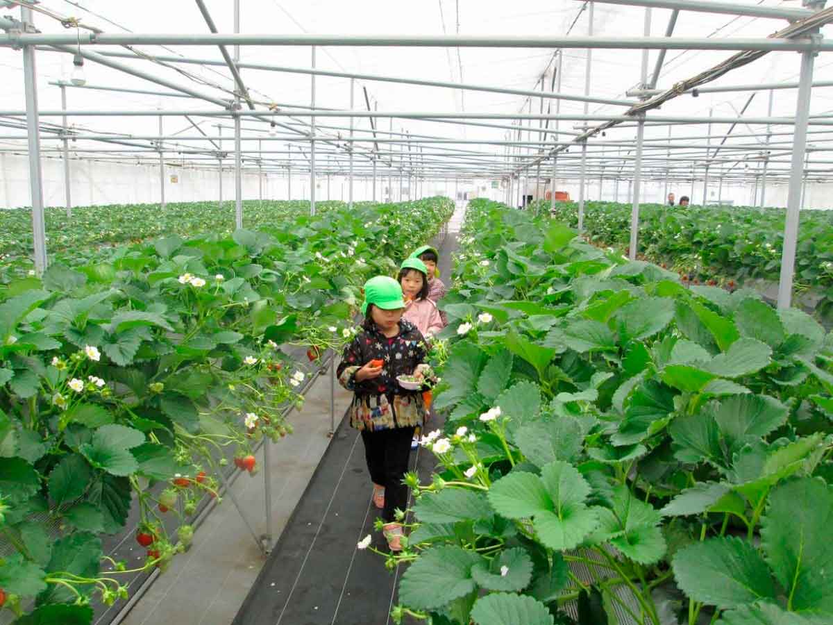 島根県浜田市のおすすめいちご狩りスポット『きんた農園ベリーネ』の園内の様子