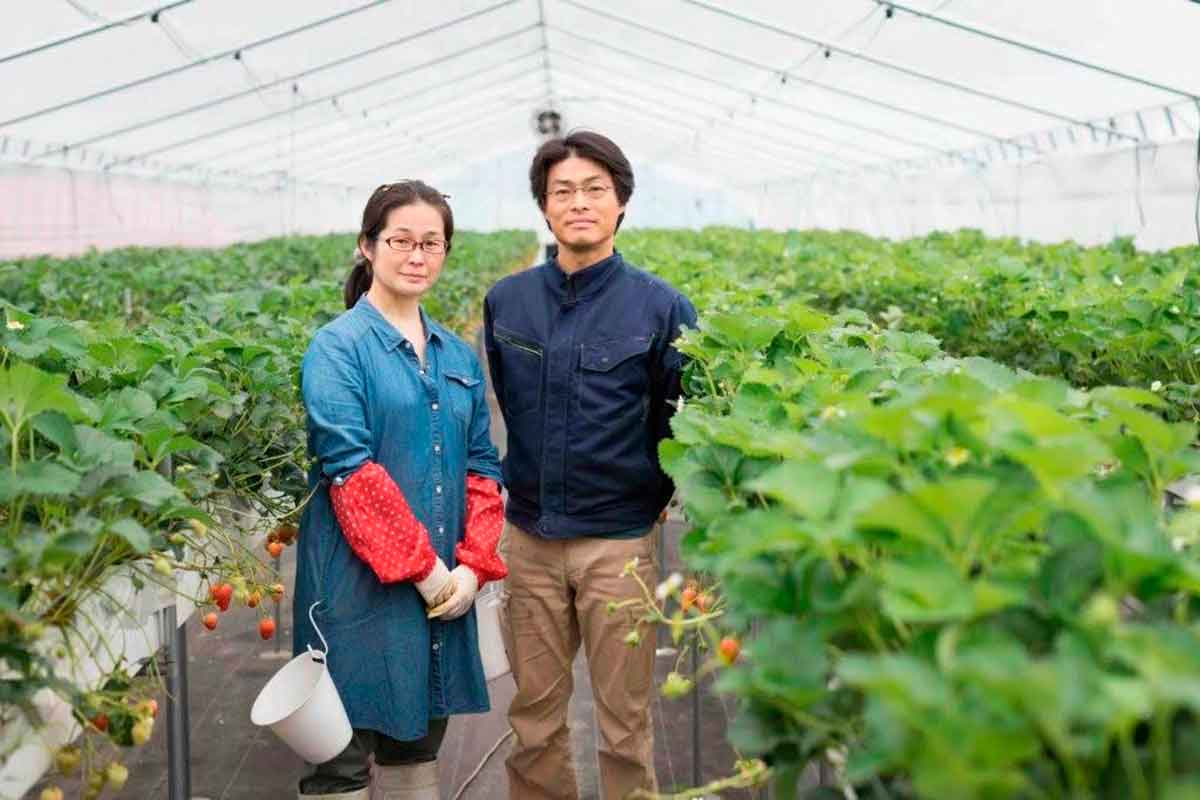 島根県安来市のおすすめいちご狩りスポット『いちごの大森ファーム』の園内の様子