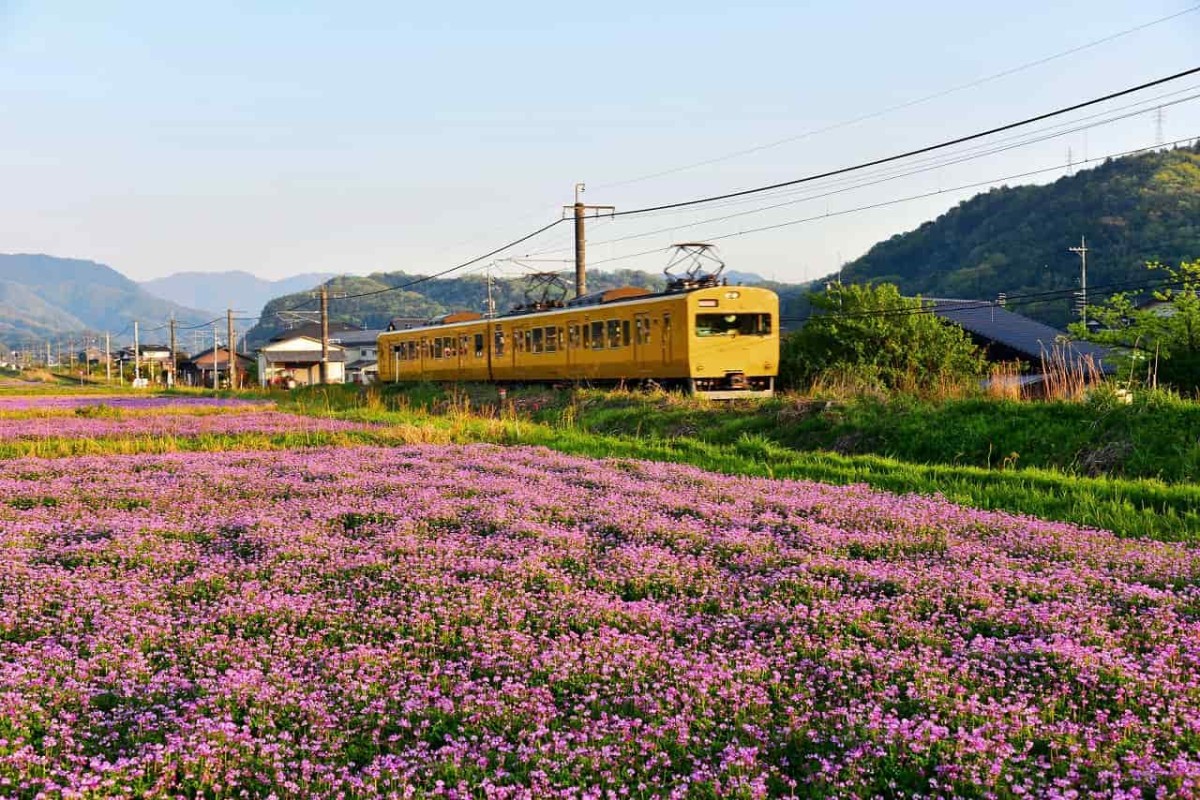 鳥取県伯耆町吉定のれんげ