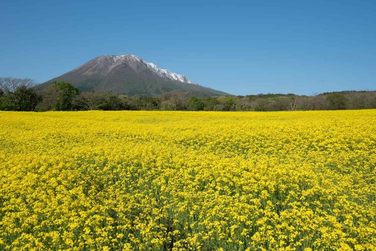 菜の花畑が美しい大山