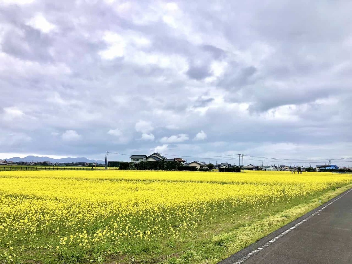 島根県出雲市斐川町にある「菜の花畑」の様子