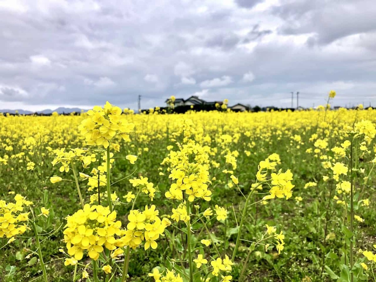 島根県出雲市斐川町にある「菜の花畑」の様子