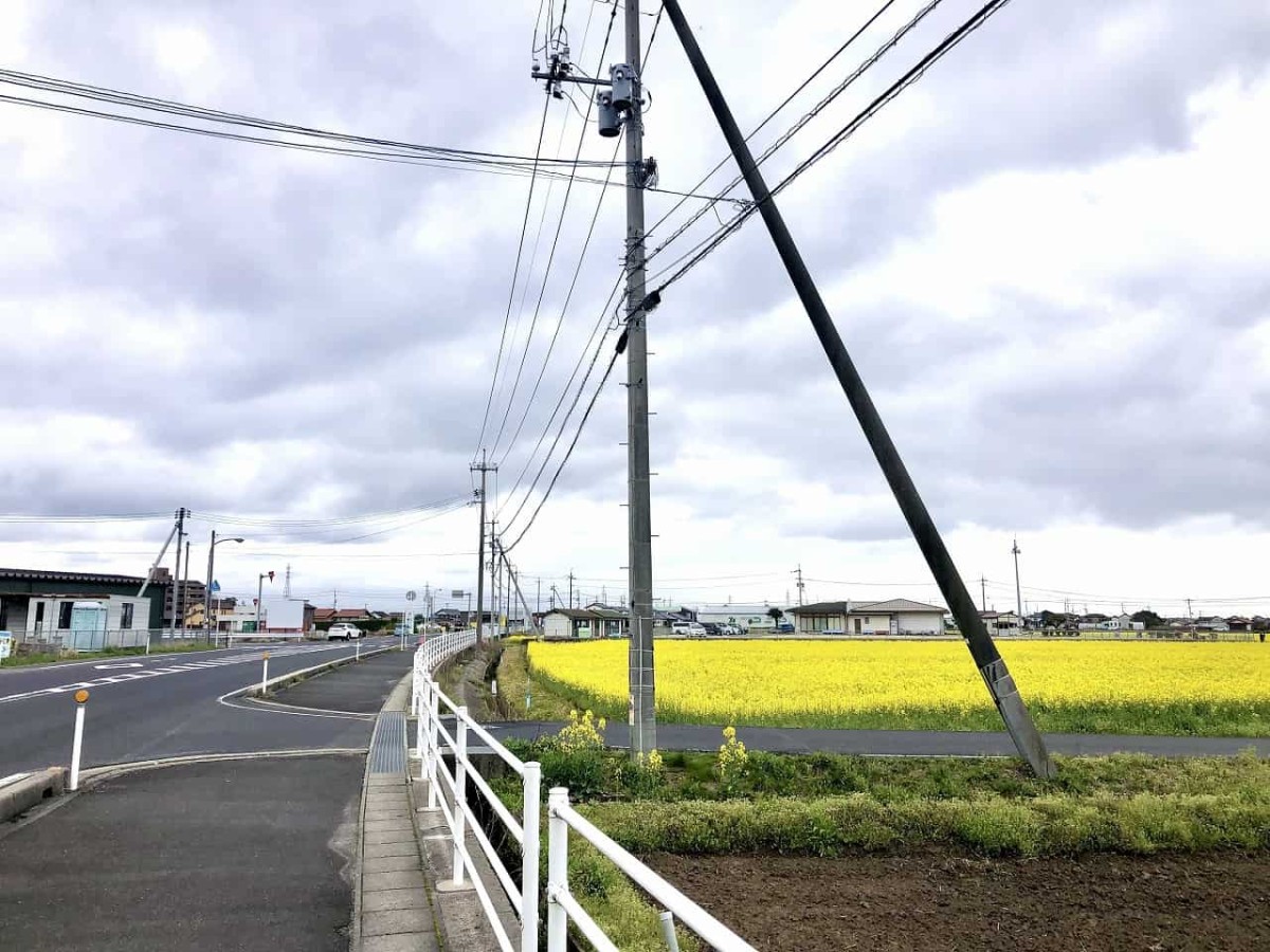 島根県出雲市斐川町にある「菜の花畑」の様子