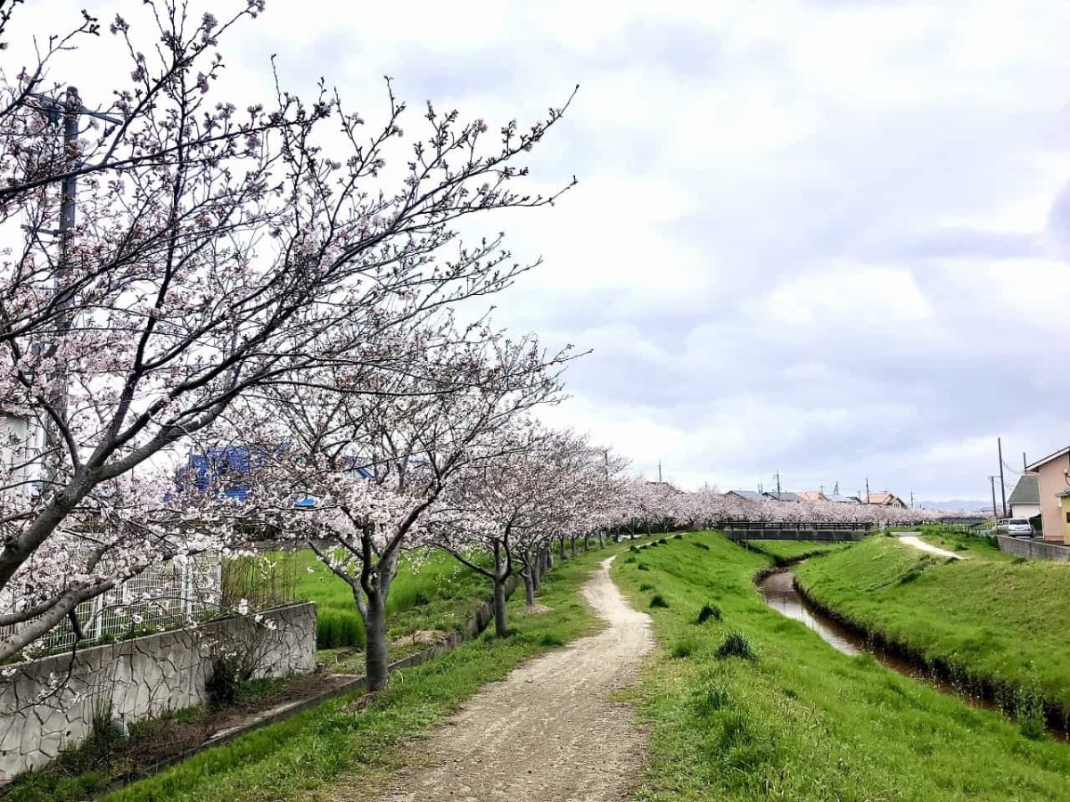 島根県出雲市斐川町にある桜並木の様子