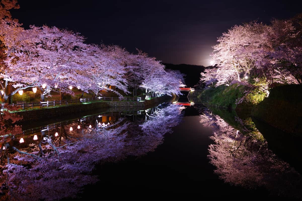 鳥取県鳥取市鹿野町の鹿野城跡公園の夜桜