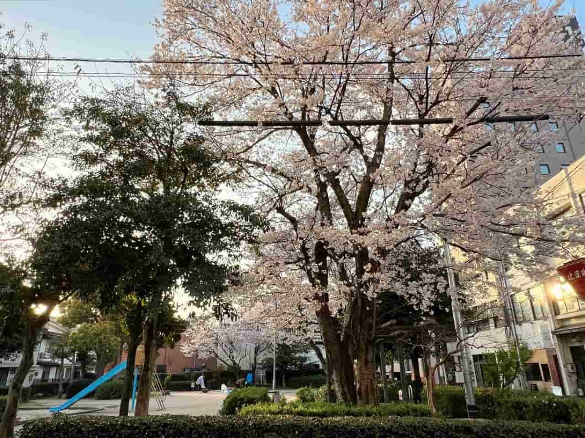 鳥取県米子市の米子駅近くにある『明治第一公園』の春の様子