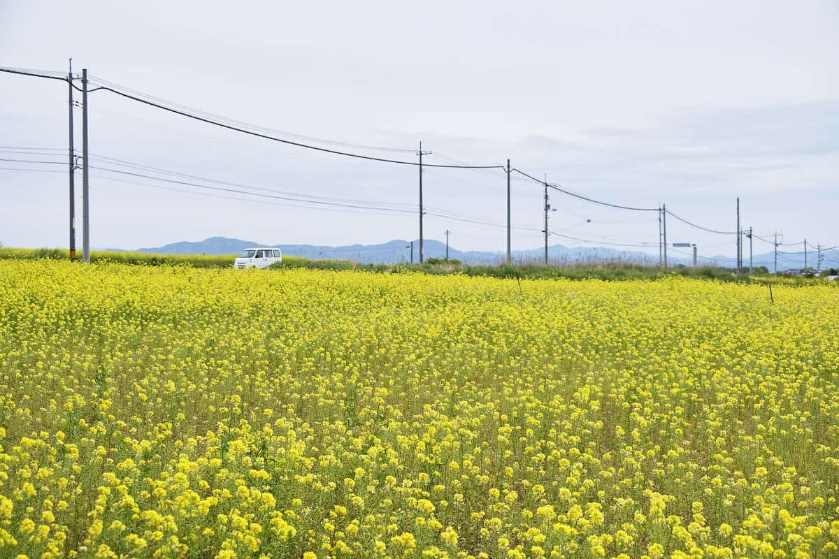 島根県松江市にある大根島の菜の花畑