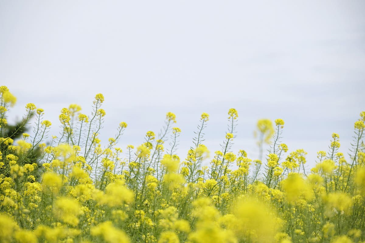 島根県松江市にある大根島の菜の花畑