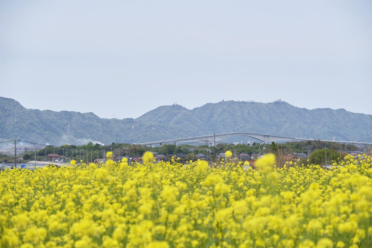 島根県松江市の大根島で見られる菜の花畑