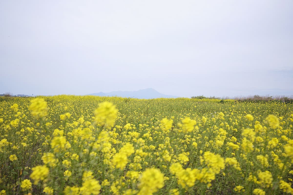 島根県松江市の大根島にある菜の花畑