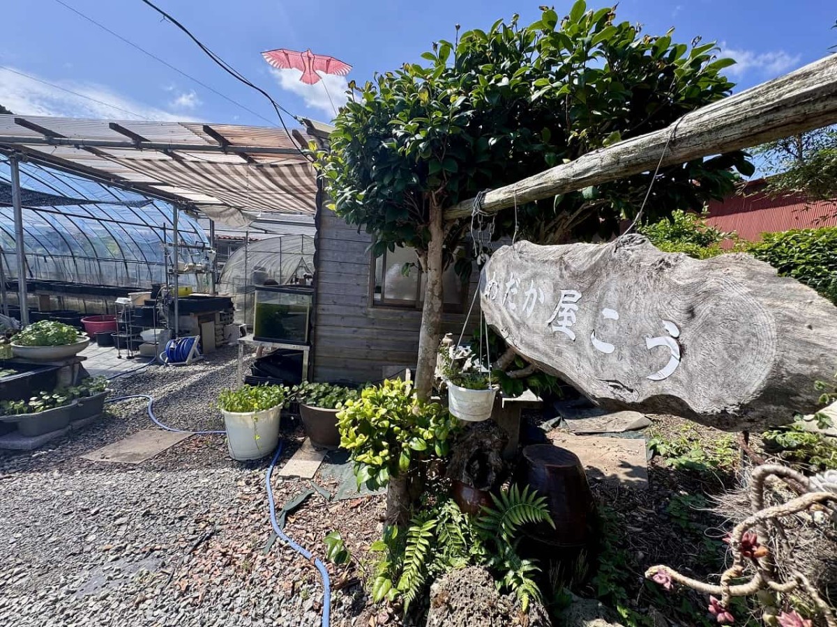 島根県出雲市にある『メダカ屋こう』の飼育小屋の様子
