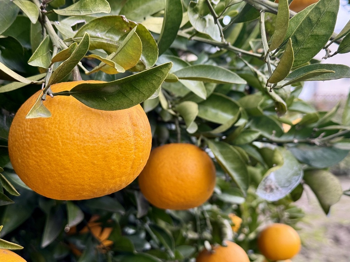 島根県出雲市にある酒場『SPACE大北』の畑