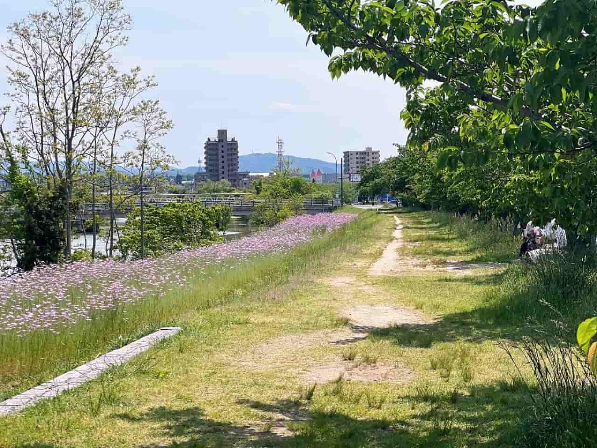 島根県松江市の朝酌川沿いに咲いているムギナデシコの花の様子