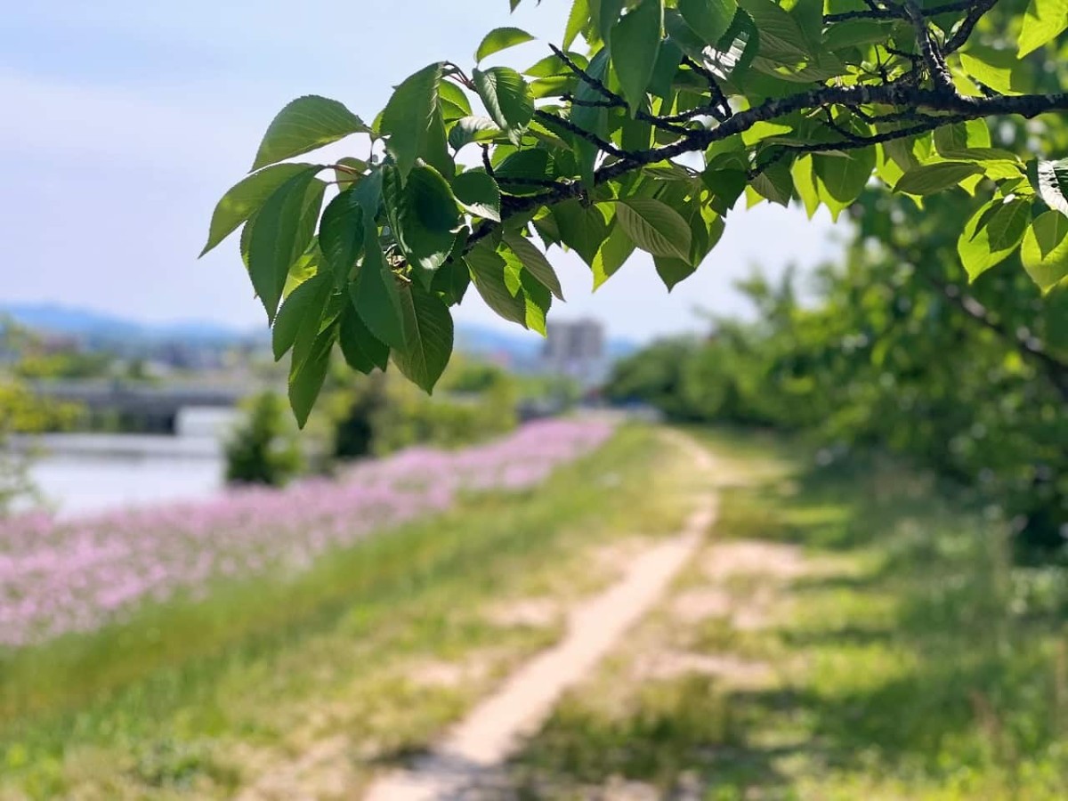 島根県松江市の朝酌川沿いに咲いているムギナデシコの花の様子