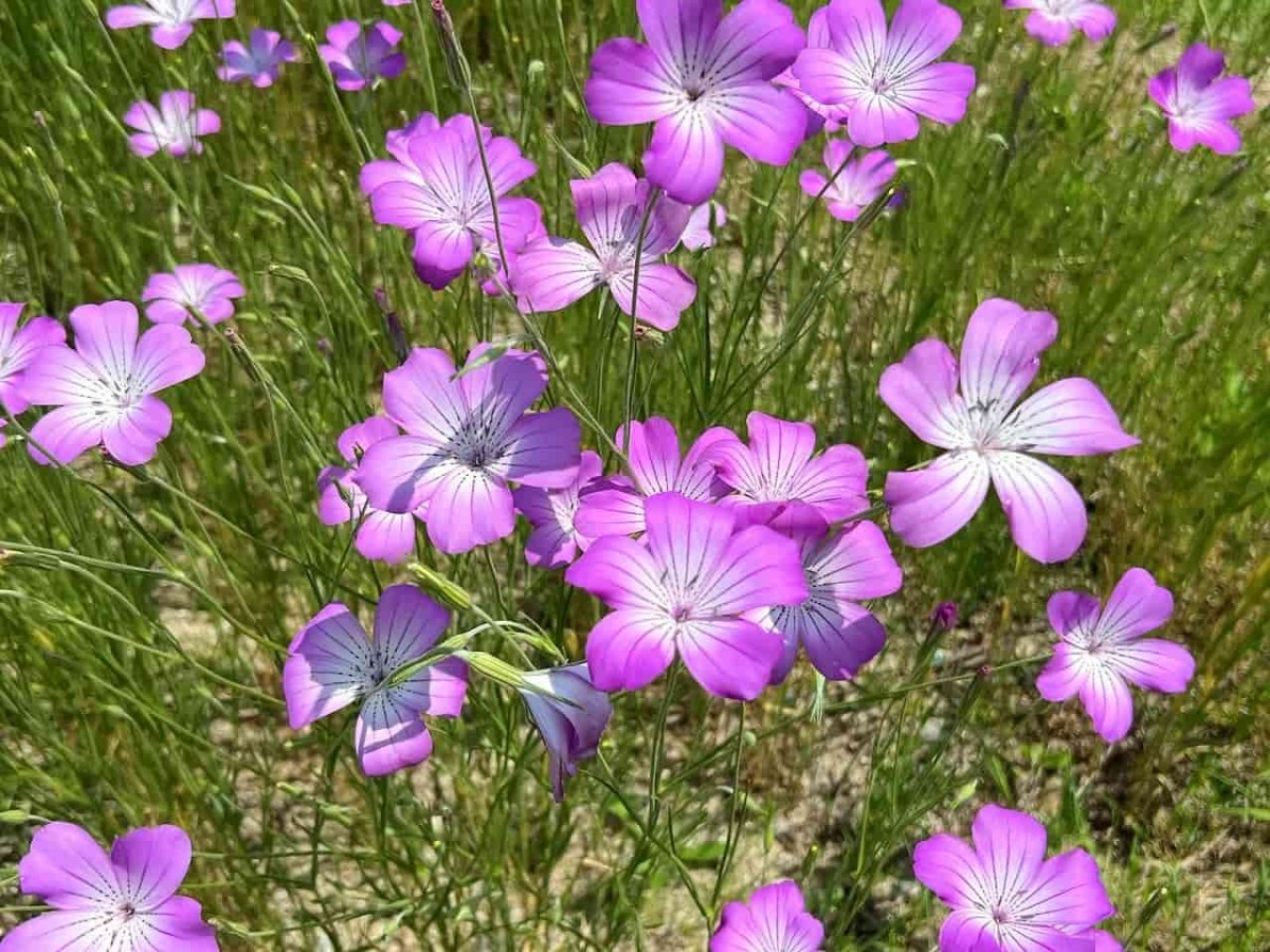 島根県松江市の朝酌川沿いに咲いているムギナデシコの花の様子