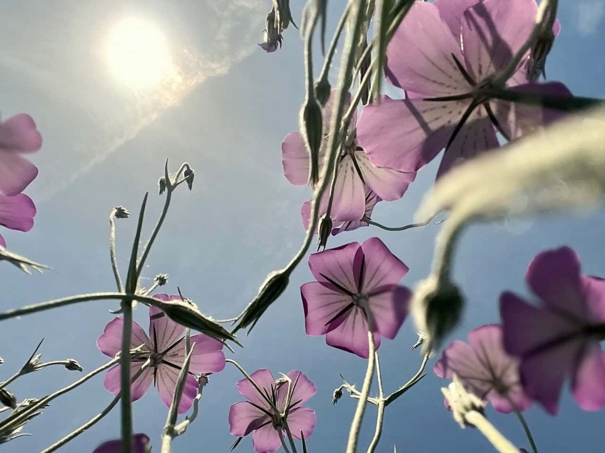 島根県松江市の朝酌川沿いに咲いているムギナデシコの花の様子