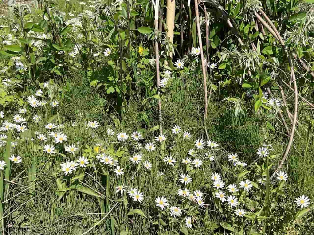 鳥取県の江府町にある「御机（みづくえ）の茅葺小屋」周辺の様子