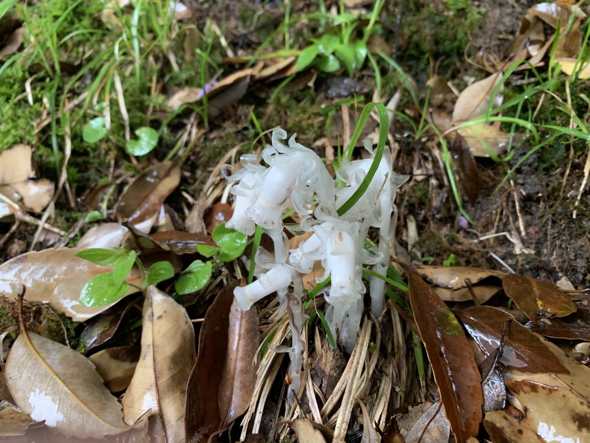 山陰地方で見つけた「ギンリョウソウ」、別名ユウレイタケ