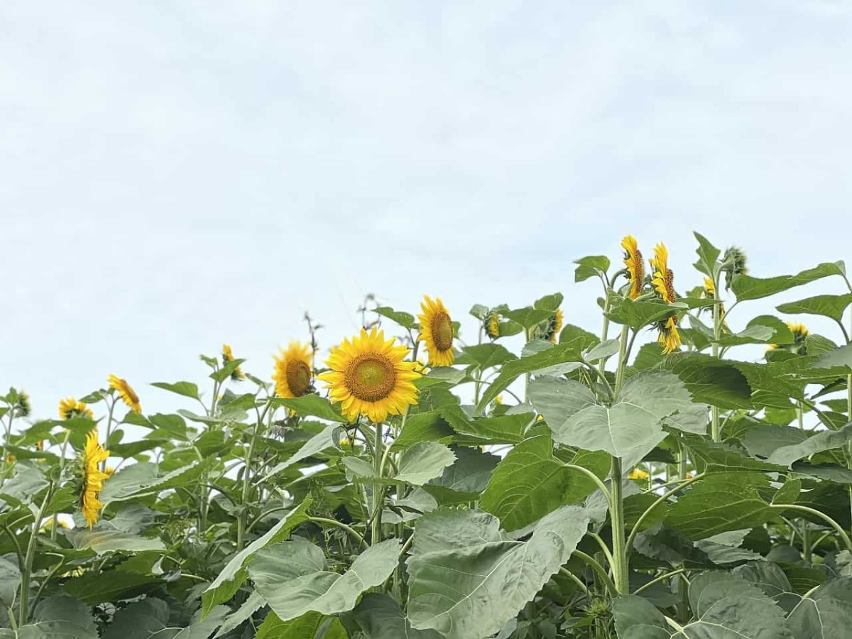 鳥取県大山町にできた花見スポット「光徳ファームひまわり畑」の様子