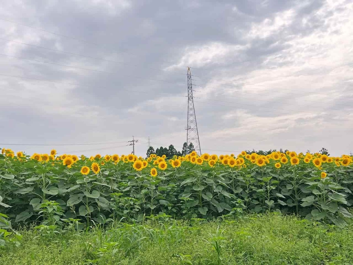 鳥取県大山町にできた花見スポット「光徳ファームひまわり畑」の様子