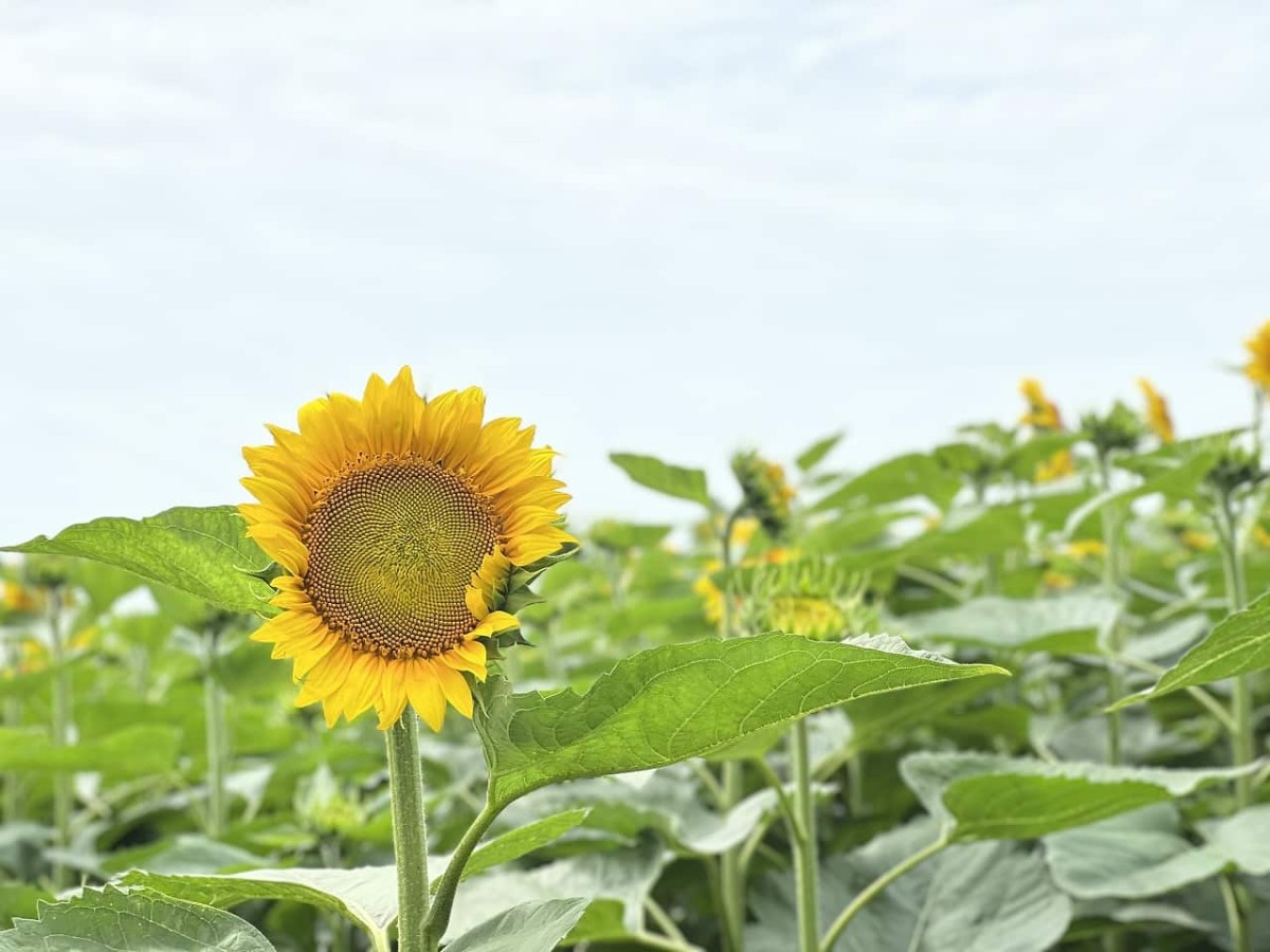 鳥取県大山町にできた花見スポット「光徳ファームひまわり畑」の様子