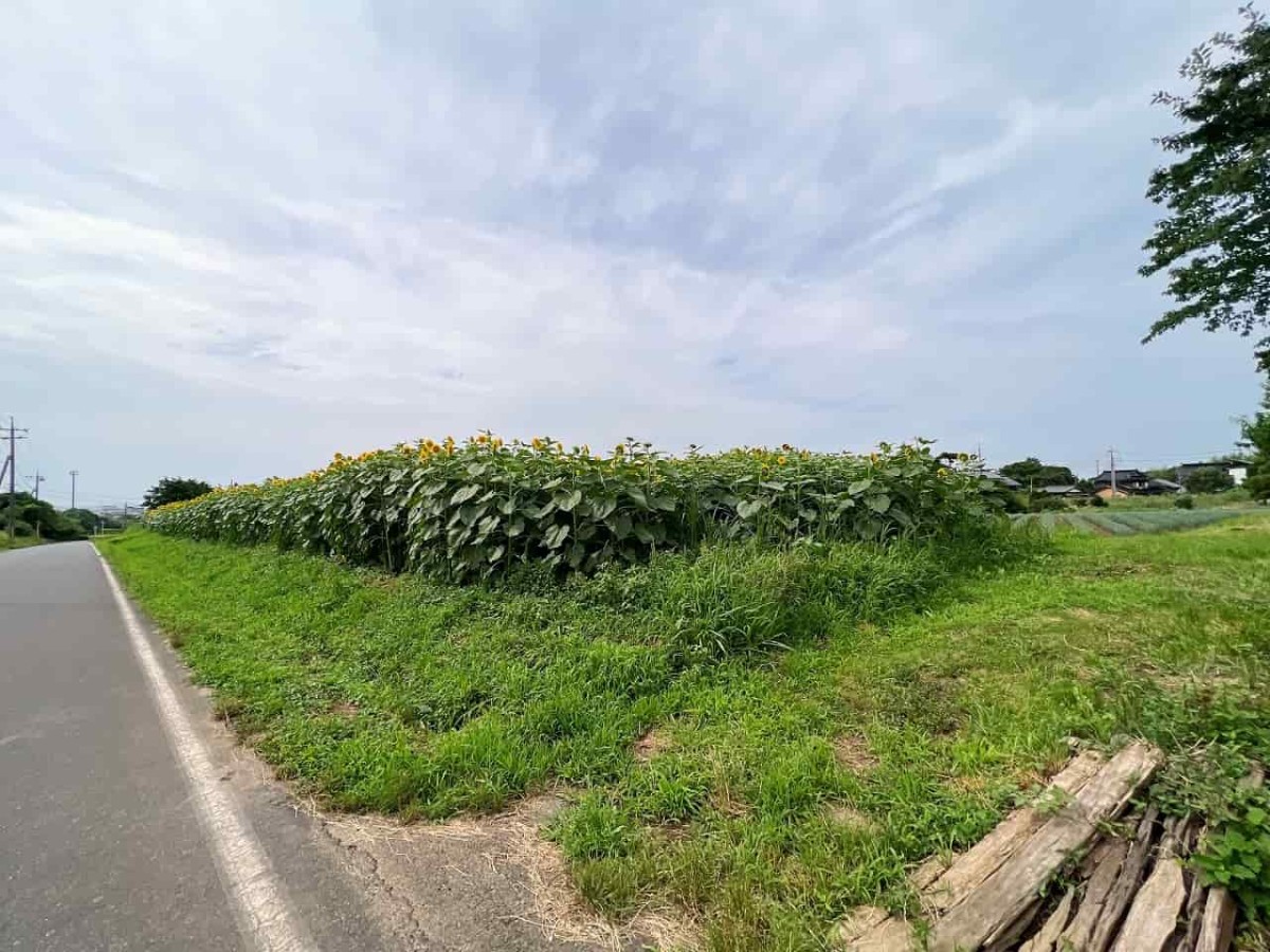 鳥取県大山町にできた花見スポット「光徳ファームひまわり畑」の様子