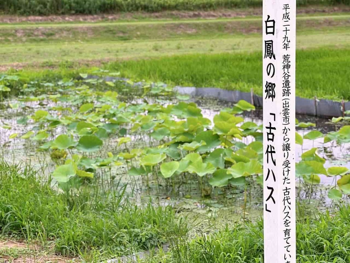 鳥取県東伯郡琴浦町にある『水辺公園』の様子