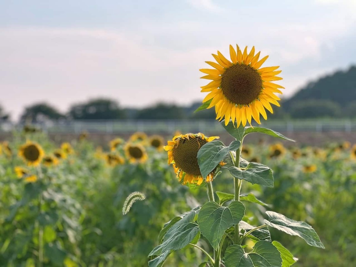 島根県安来市で見ごろのひまわり畑の様子