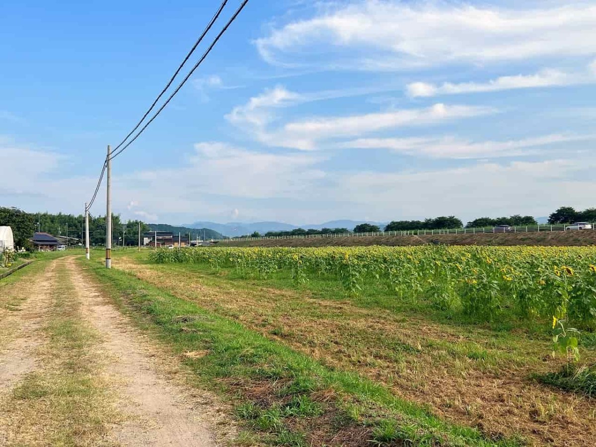 島根県安来市で見ごろのひまわり畑の様子