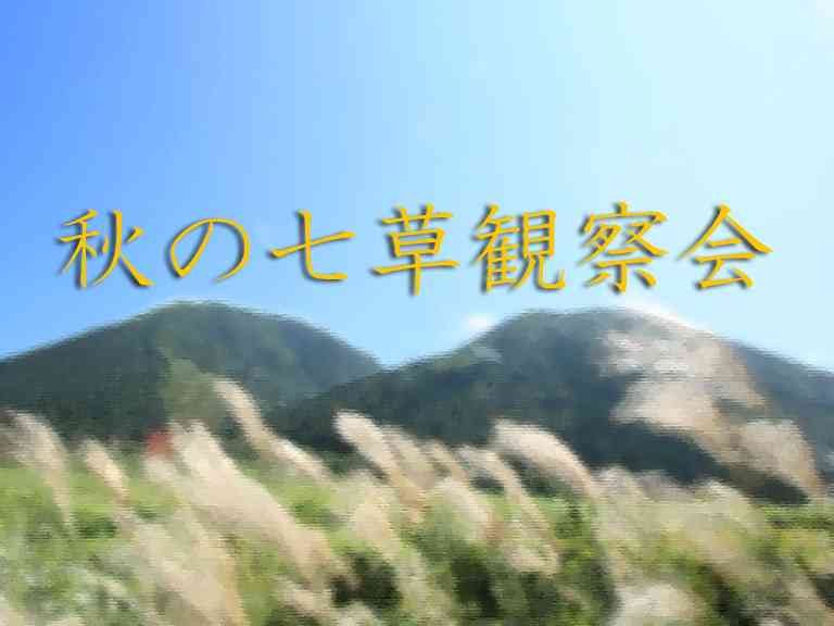 島根県大田市のイベント「【要予約】秋の七草観察会」のイメージ