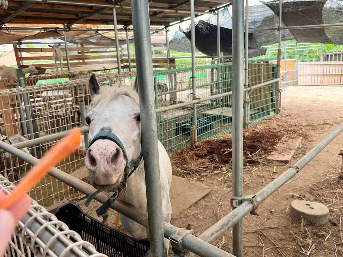 島根県松江市にある動物とふれあえる施設『ポニーの森』の看板