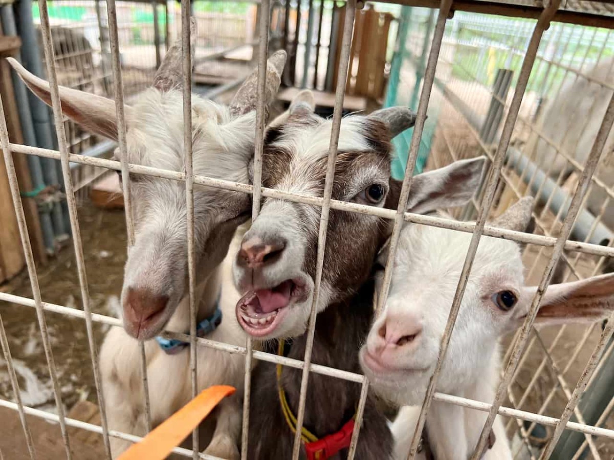 島根県松江市にある動物とふれあえる施設『ポニーの森』の看板