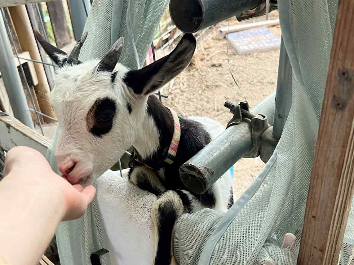 島根県松江市にある動物とふれあえる施設『ポニーの森』の看板