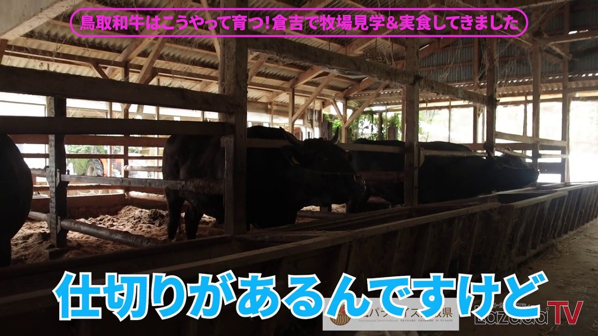 YouTubeチャンネル「ラズダTV」にて鳥取県倉吉市へ牧場見学に訪れた様子