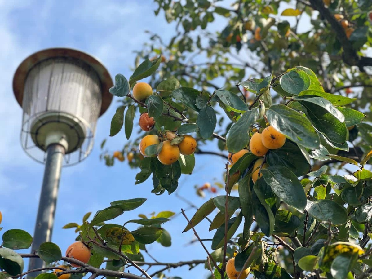 鳥取県境港市にある『日ノ出広場（妖木の公園）』の様子