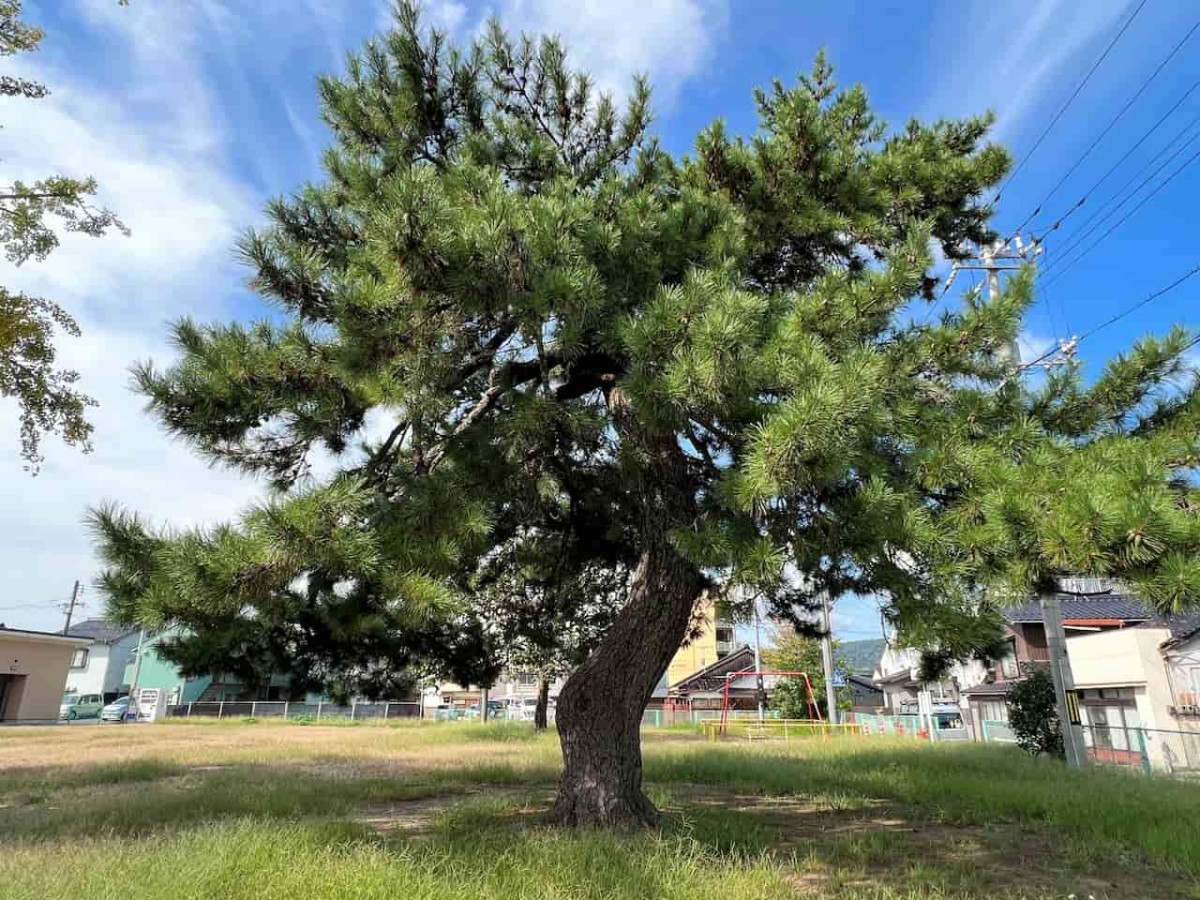 鳥取県境港市にある『日ノ出広場（妖木の公園）』の様子