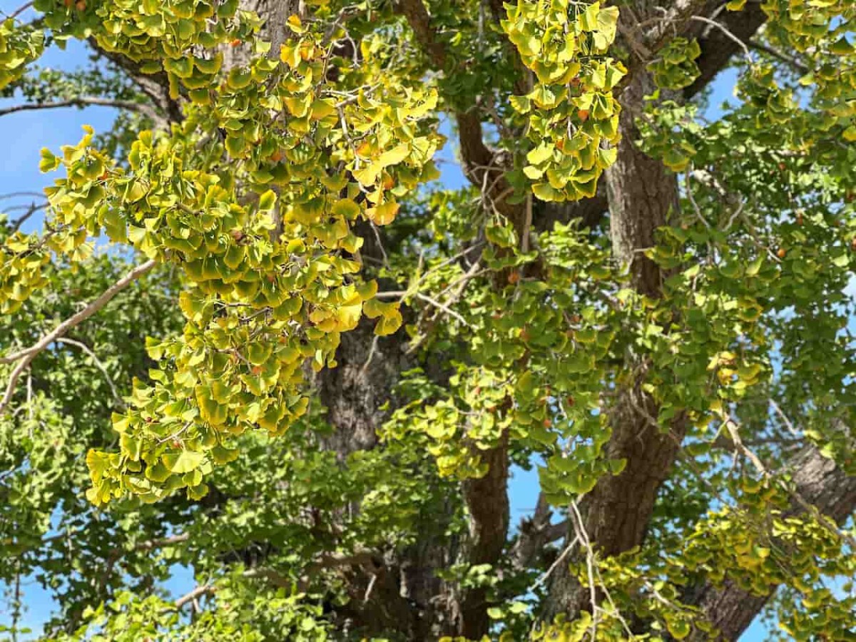 鳥取県境港市にある『日ノ出広場（妖木の公園）』の様子