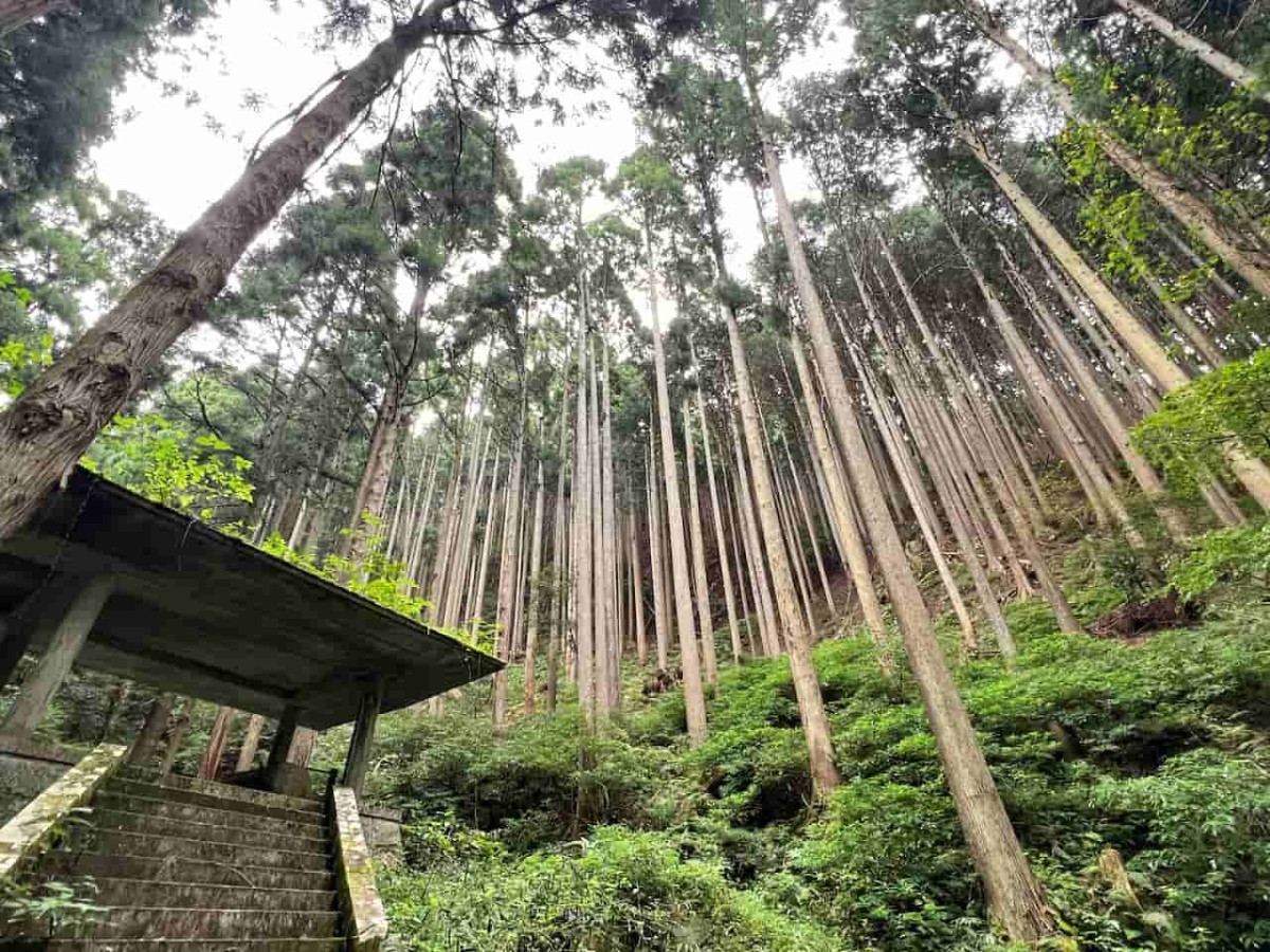 鳥取県智頭町のパワースポット「杉神社」の様子