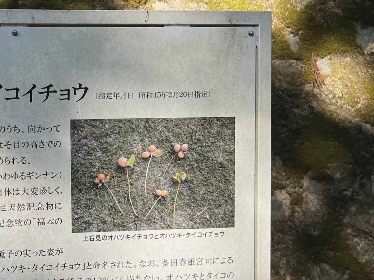 鳥取県日野郡日南町にある『大石見神社』の様子