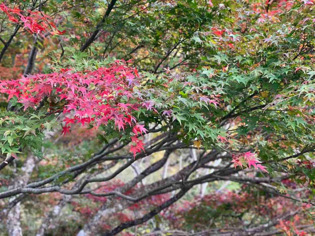 鳥取県日野郡日野町にある『滝山公園』の秋の様子