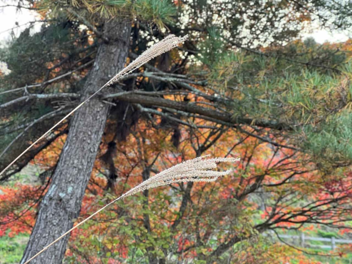 鳥取県日野郡日野町にある『滝山公園』の様子