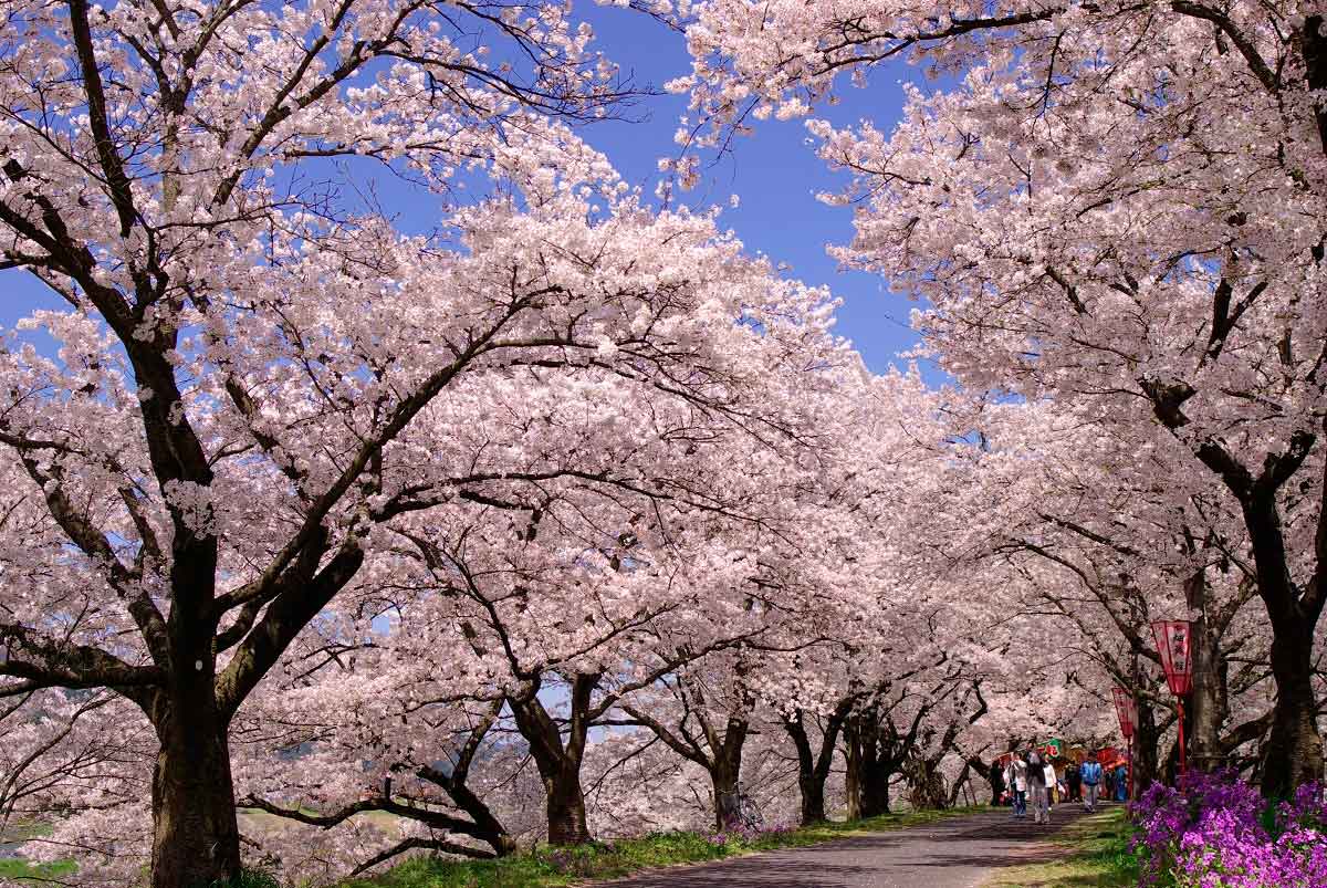 島根県雲南市のお花見スポット『斐伊川堤防桜並木』の開花の様子