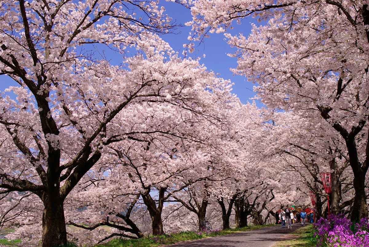 島根県雲南市の桜・花見の名所「斐伊川堤防桜並木」の桜開花時の様子