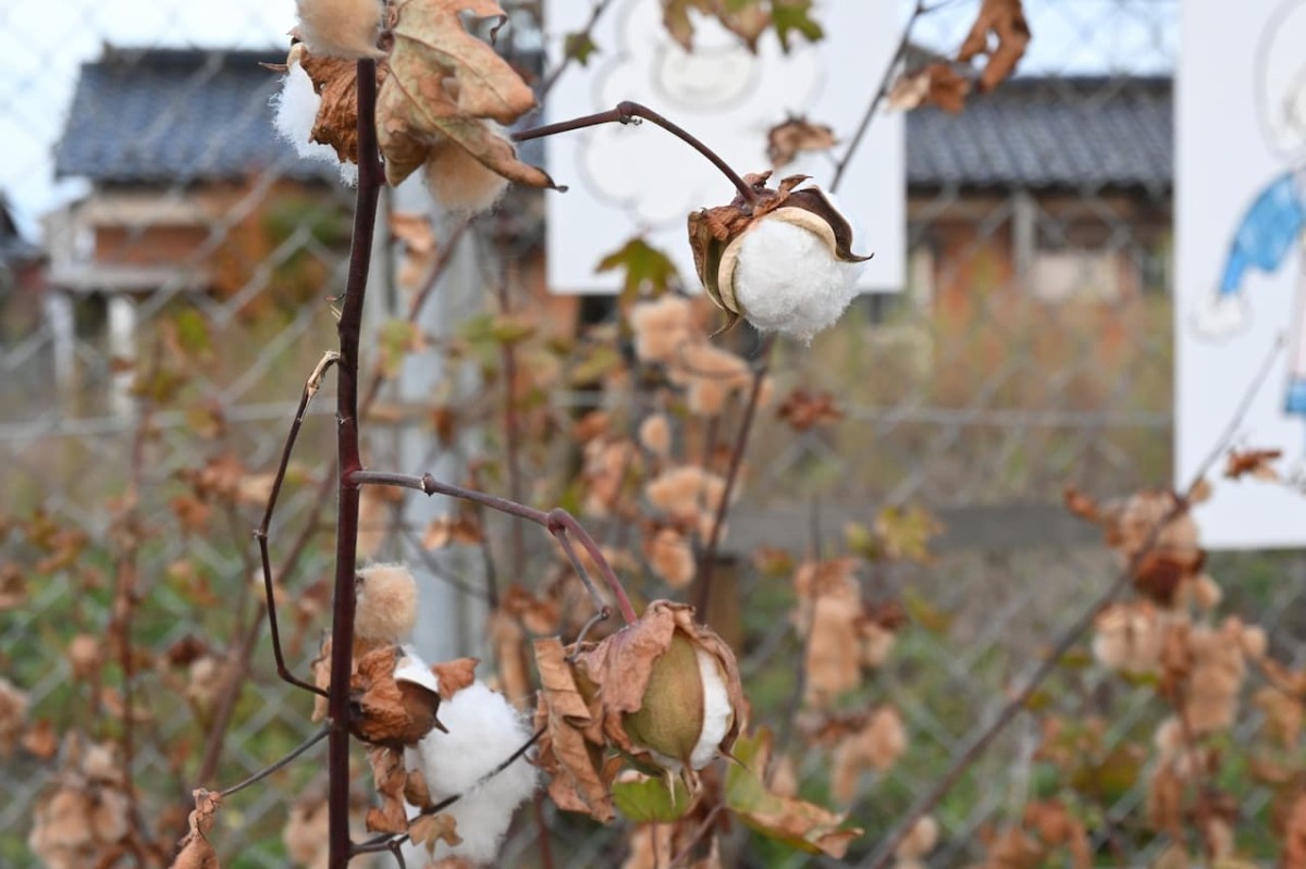鳥取県米子市にある『和田浜駅』に植えられている綿