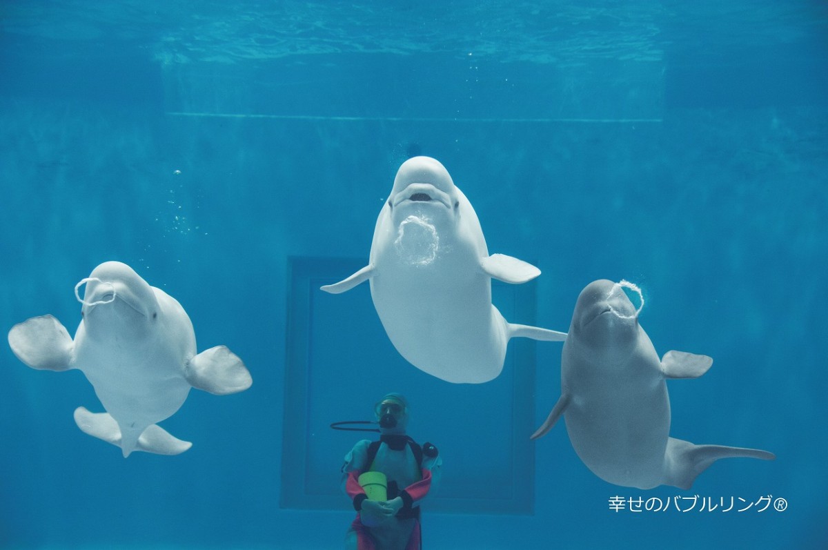 島根県浜田市にある水族館『しまね海洋館アクアス』のシロイルカ