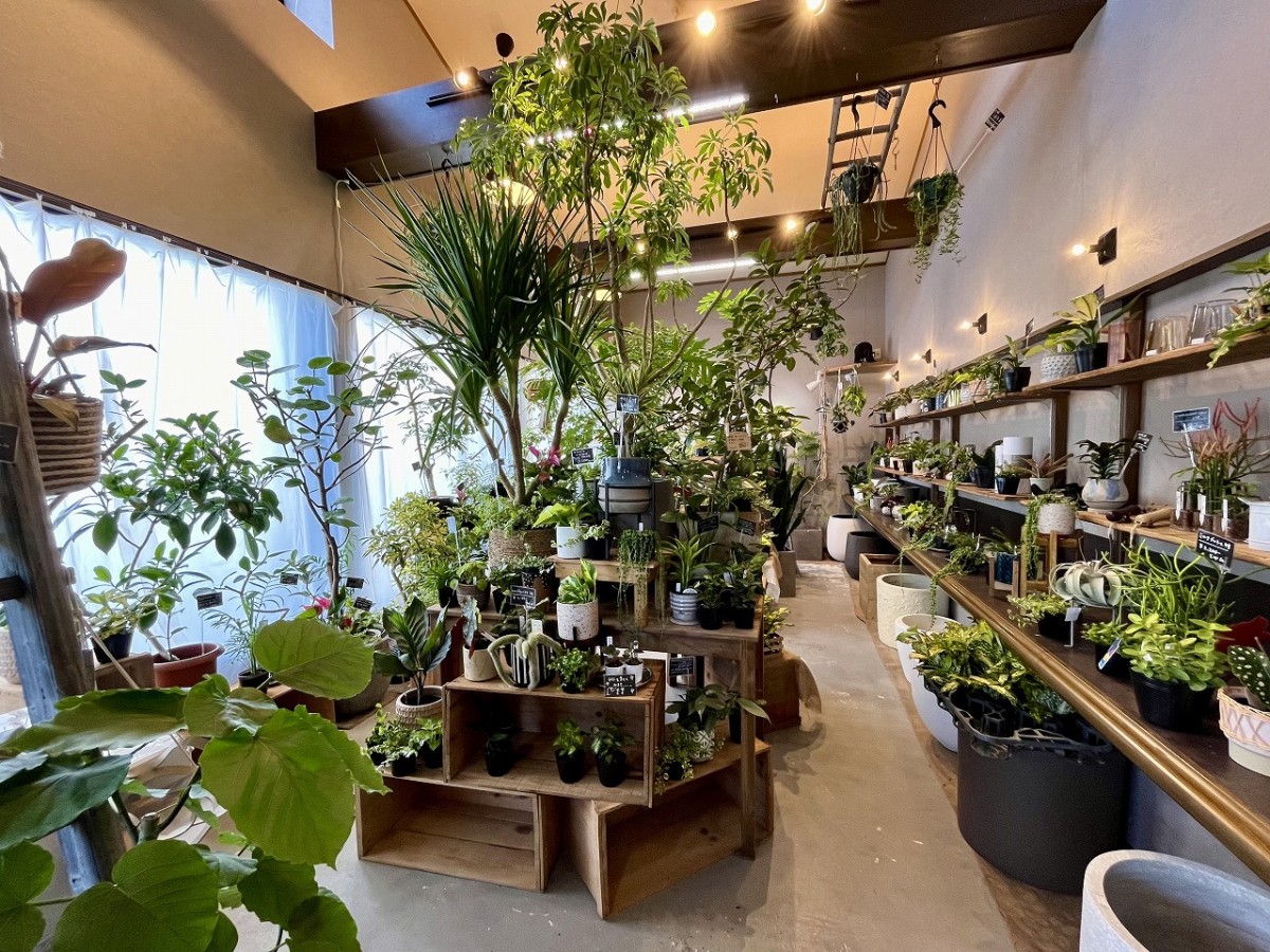 安来市門生町にある観葉植物のお店「Lazowa green（ラソワグリーン）」の店内