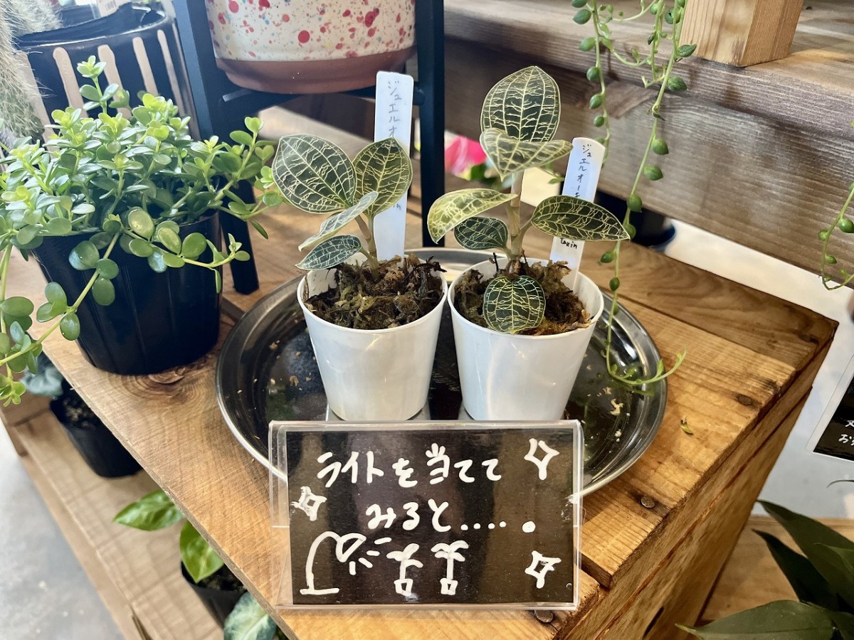 安来市門生町にある観葉植物のお店「Lazowa green（ラソワグリーン）」の商品