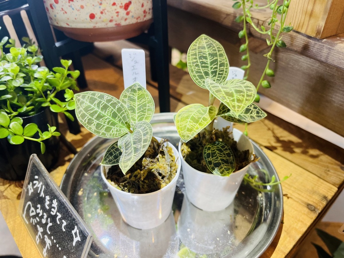 安来市門生町にある観葉植物のお店「Lazowa green（ラソワグリーン）」の商品