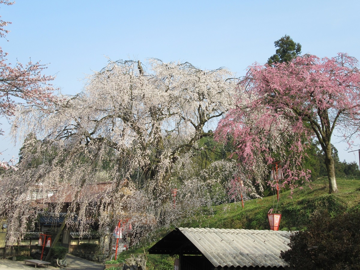 島根県雲南市のお花見スポット『段部のしだれ桜』の開花の様子