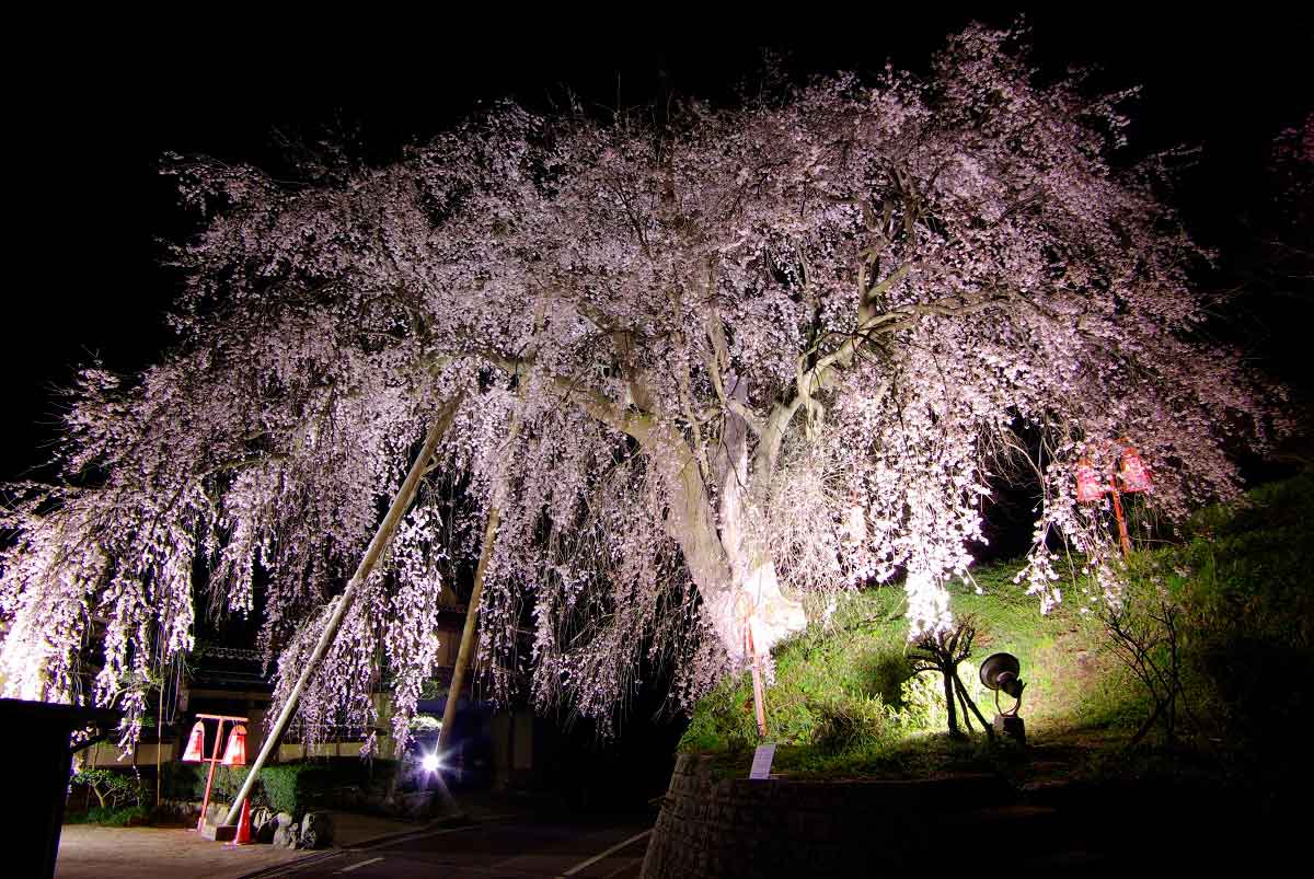 島根県雲南市のお花見スポット『段部のしだれ桜』の開花の様子